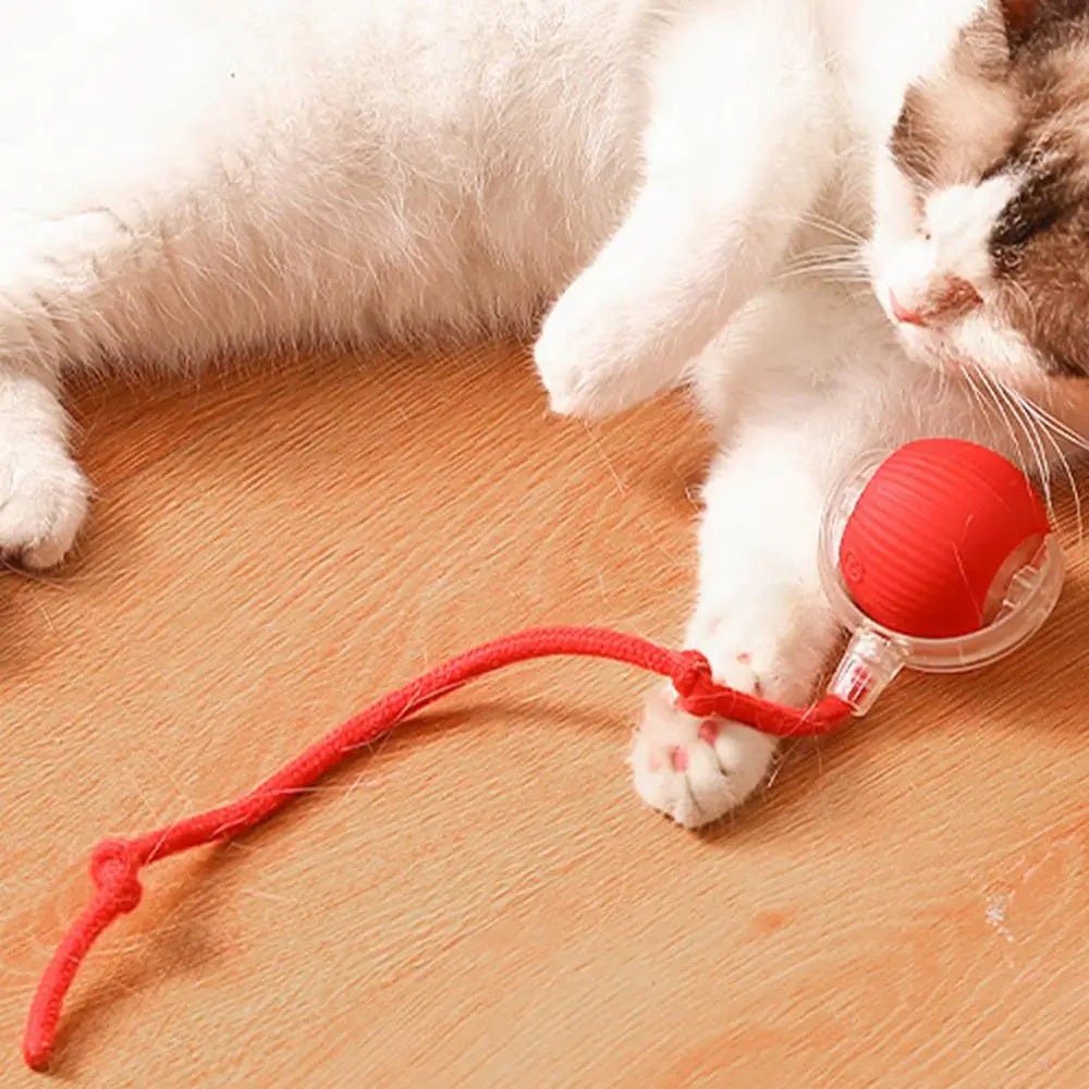 Interactive Cat Auto Ball