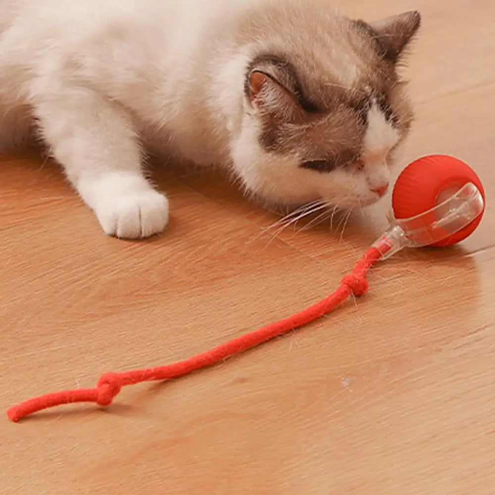 Interactive Cat Auto Ball