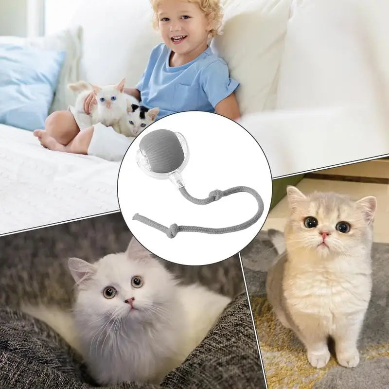 Interactive Cat Auto Ball