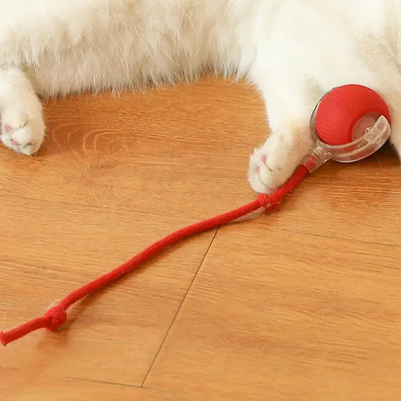 Interactive Cat Auto Ball